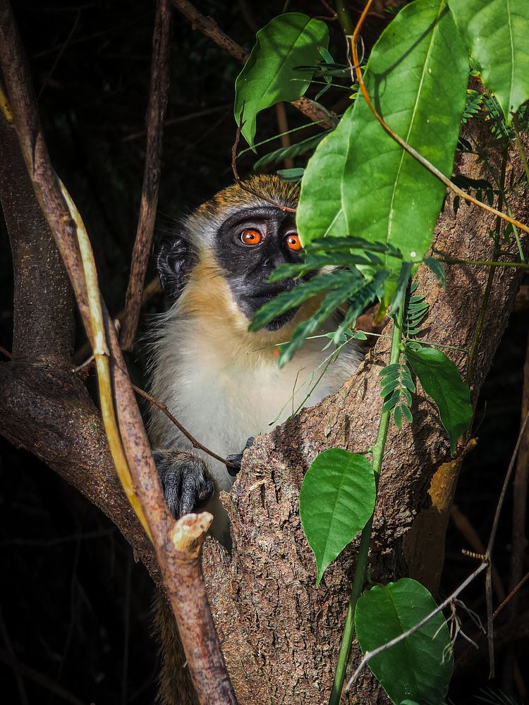 The jungle eyes.