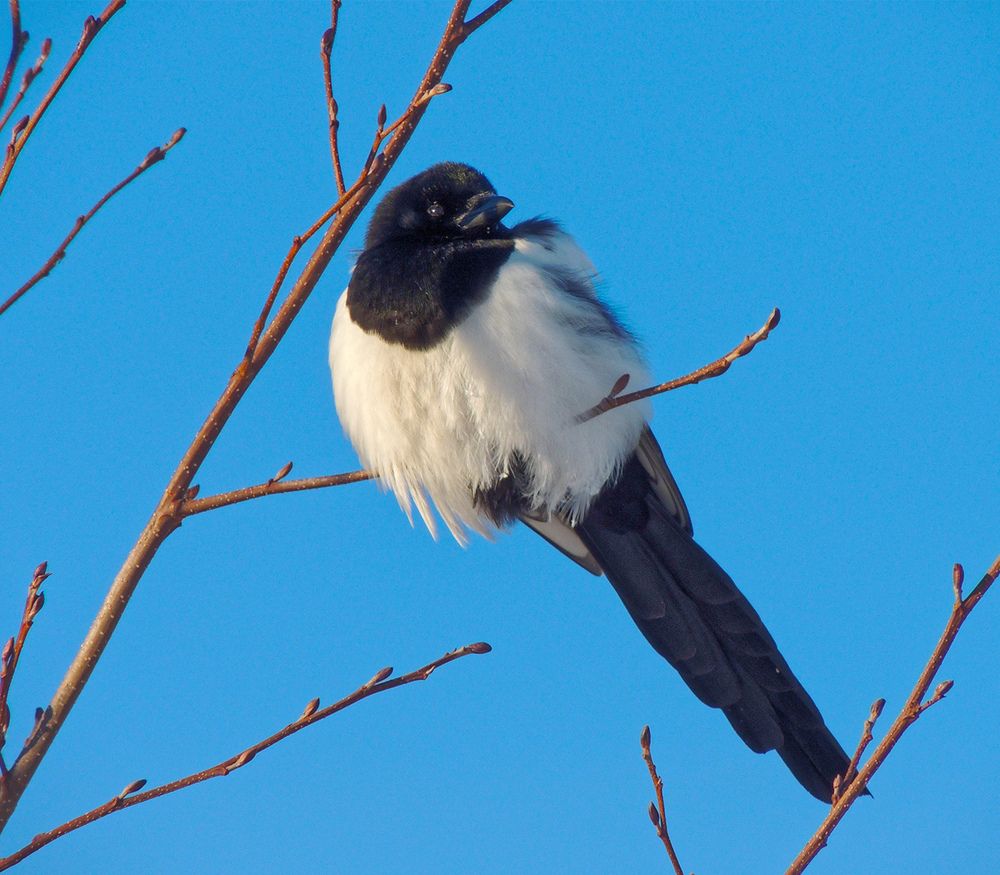 Наблюдательный пункт