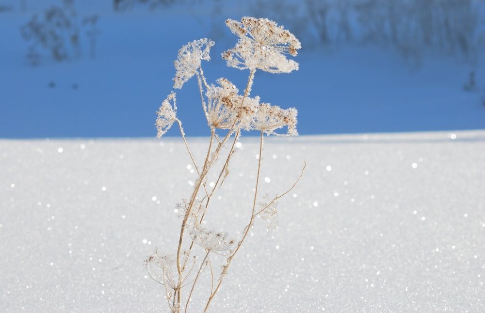 Photograph by Карпенко Александр