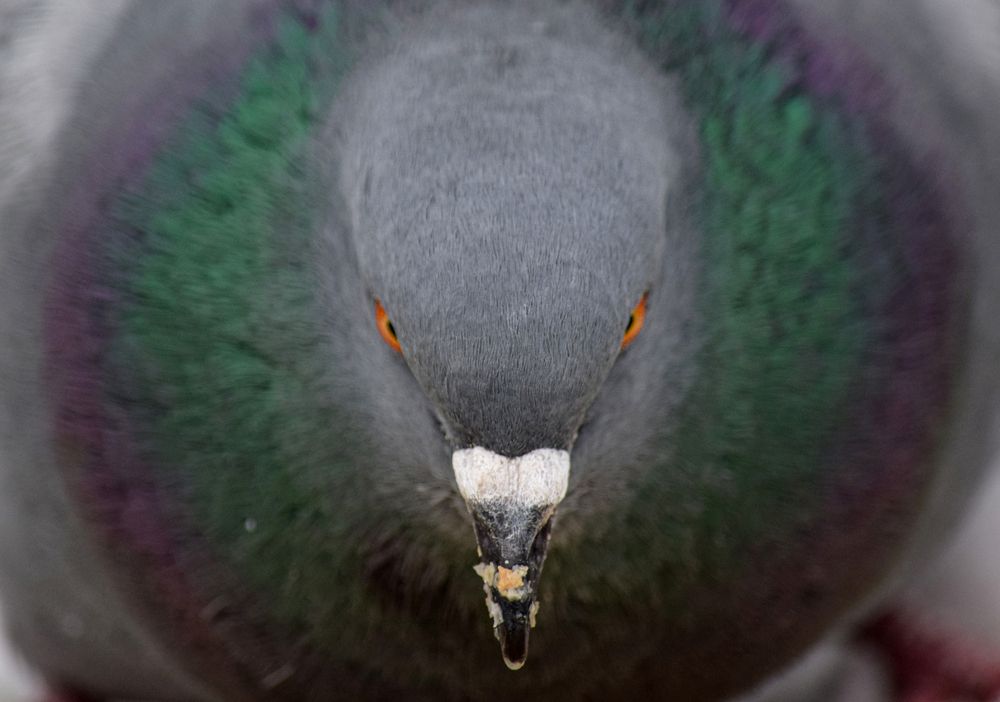 Фотография автора Оксана Льдинина