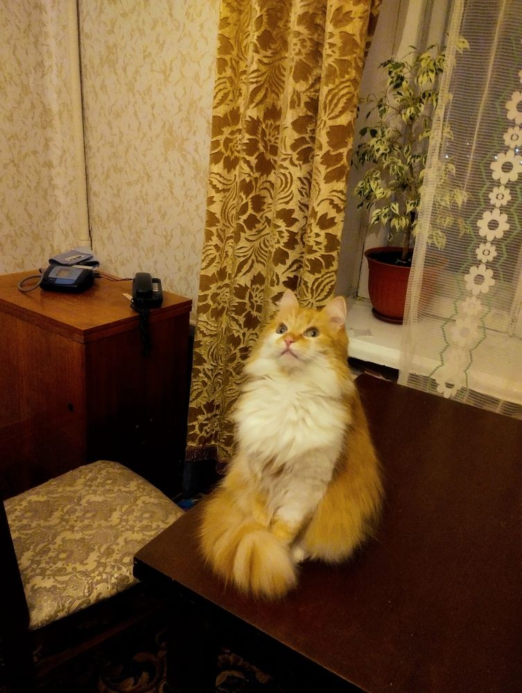 Фотография автора Надежда Болтунова