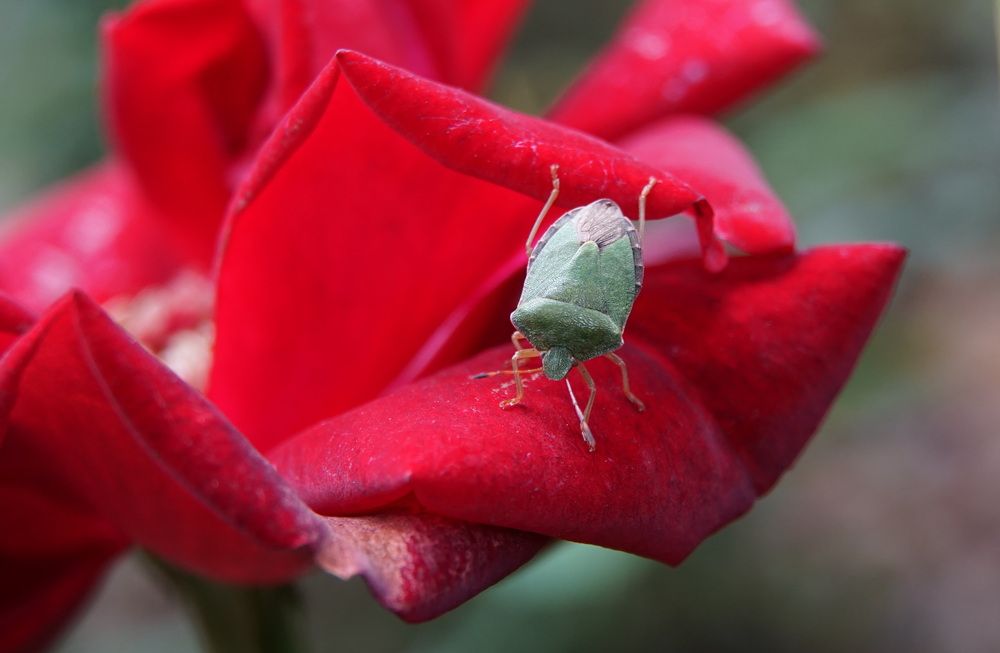 Photograph by сергей мишаков