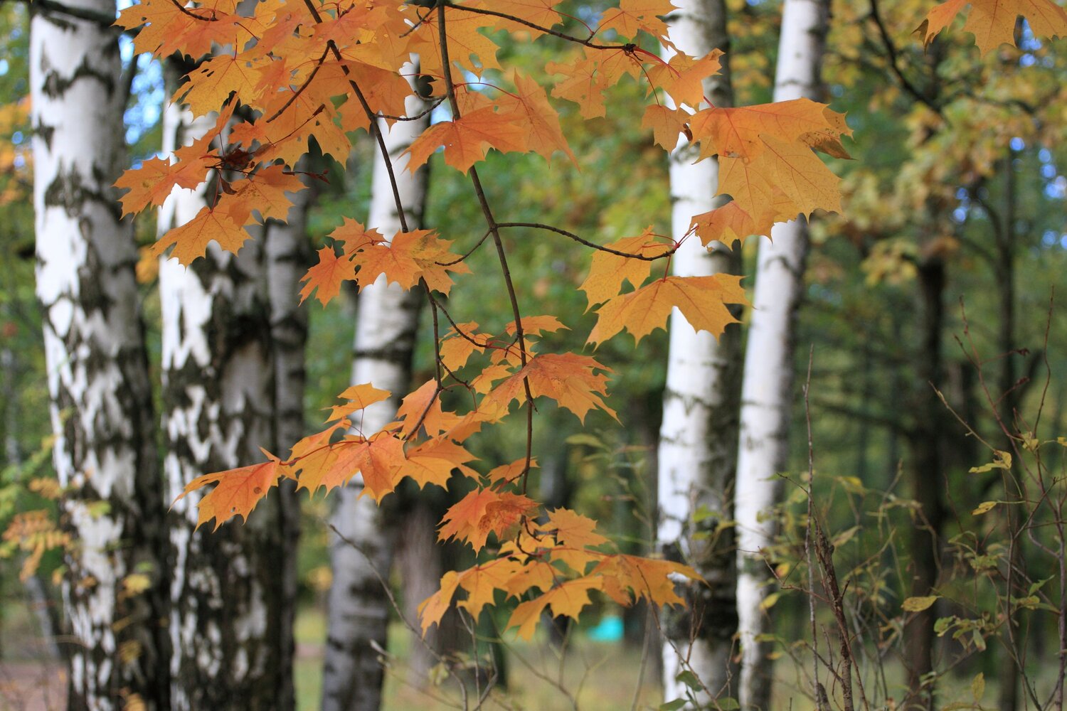 Photo #12975322