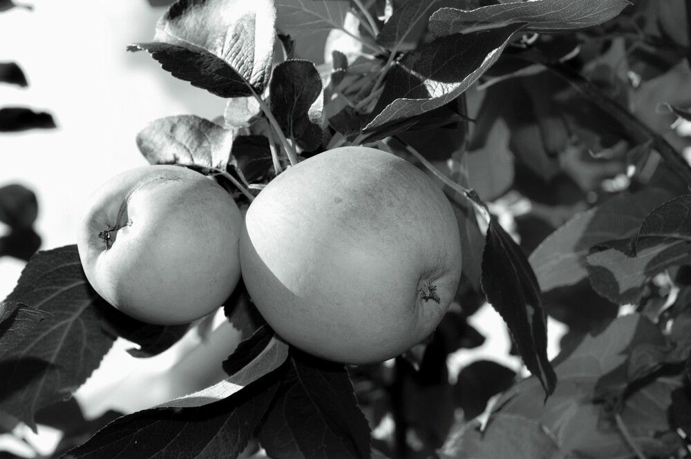 Осенний дуэт. Яблоки.