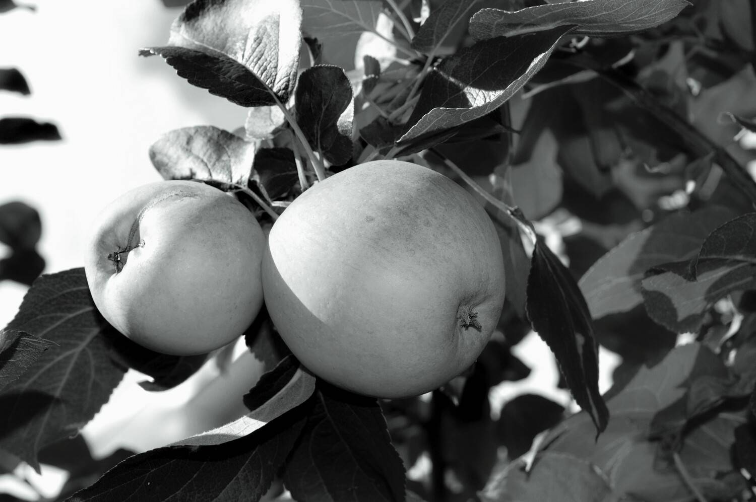 Осенний дуэт. Яблоки.