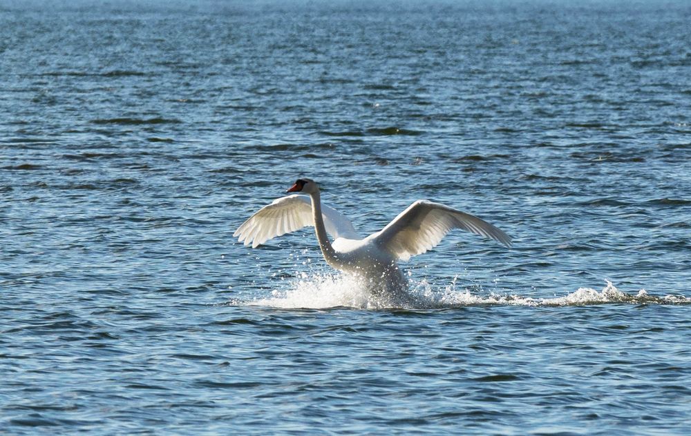 Photograph by Ольга Дерябина