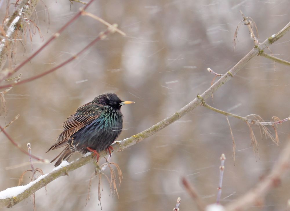 Метель застала скворца, который слишком рано вернулся с зимовки