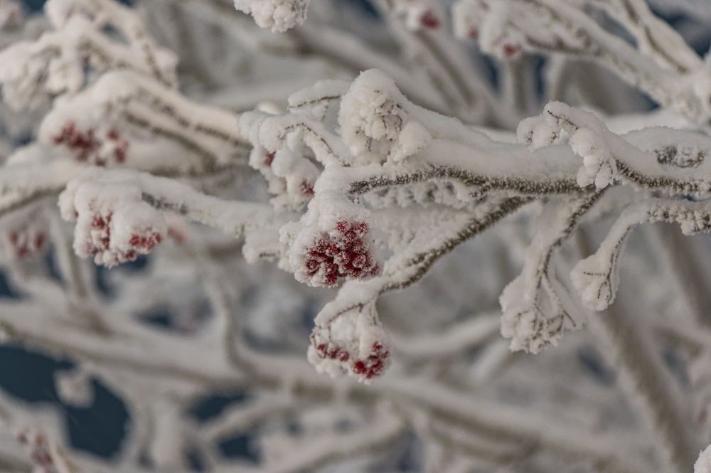 Photograph by Александр Шульга