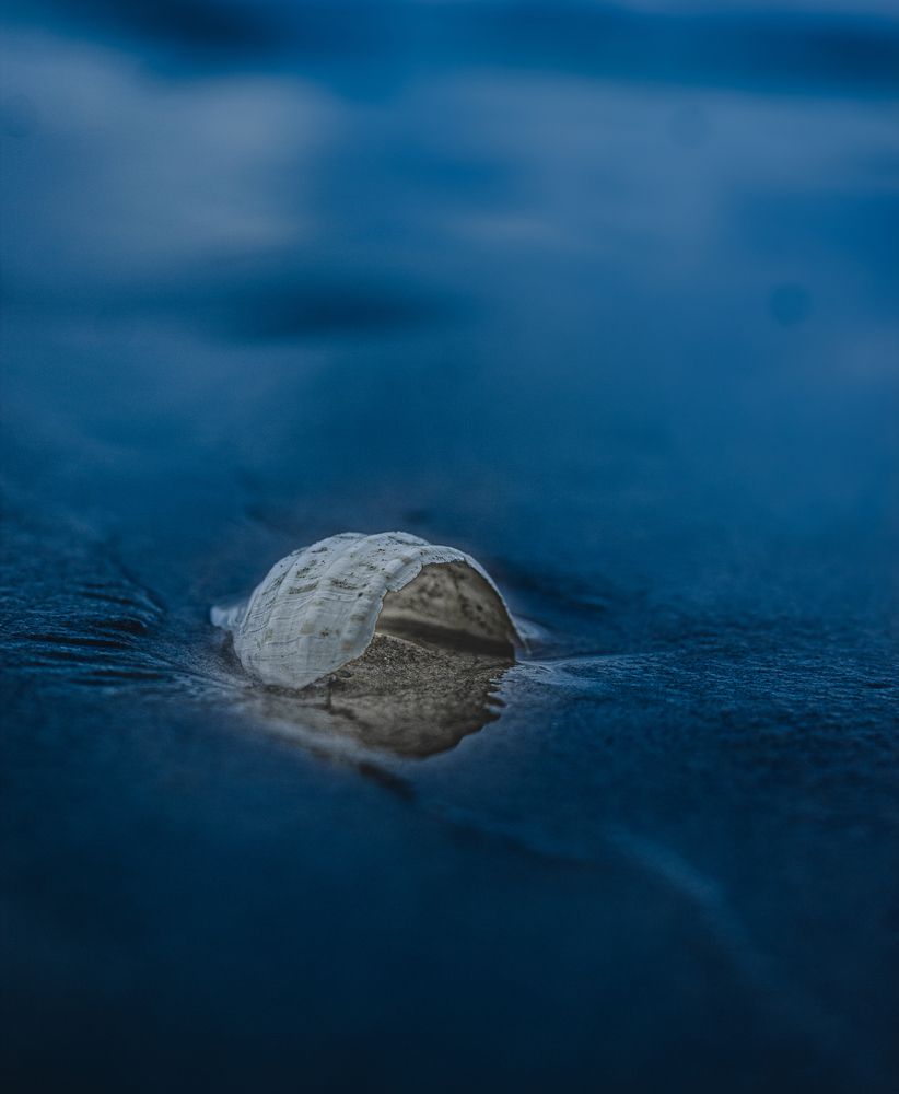 Shell by the Shore