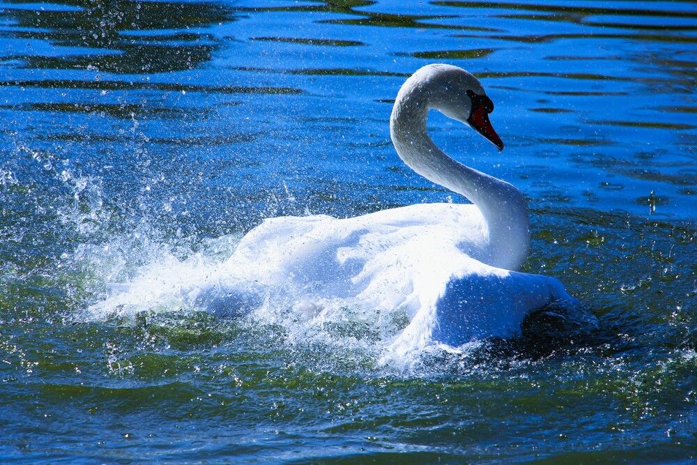 Photograph by Людмила Бутова