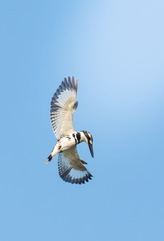 Photograph by Pritam Mandal