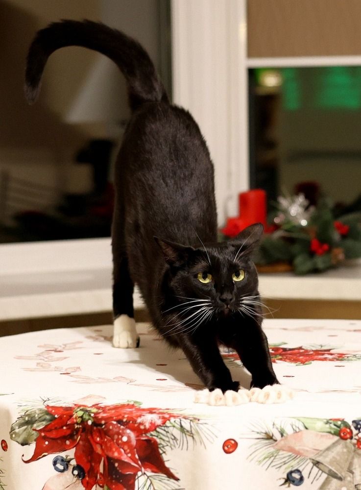 Фотография автора Галина Швыркова