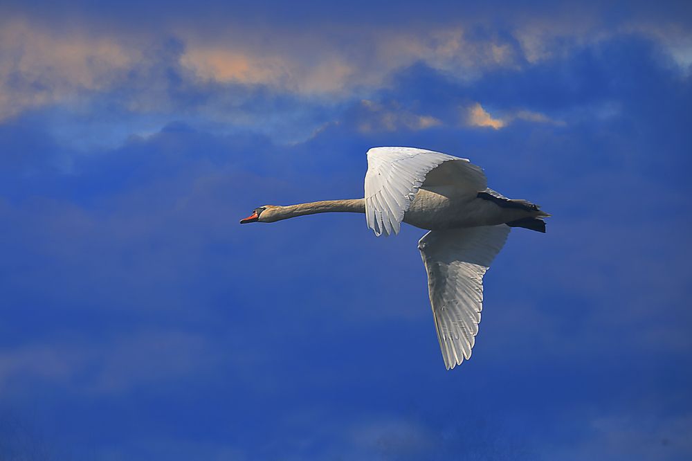 Photograph by Николай Протасеня