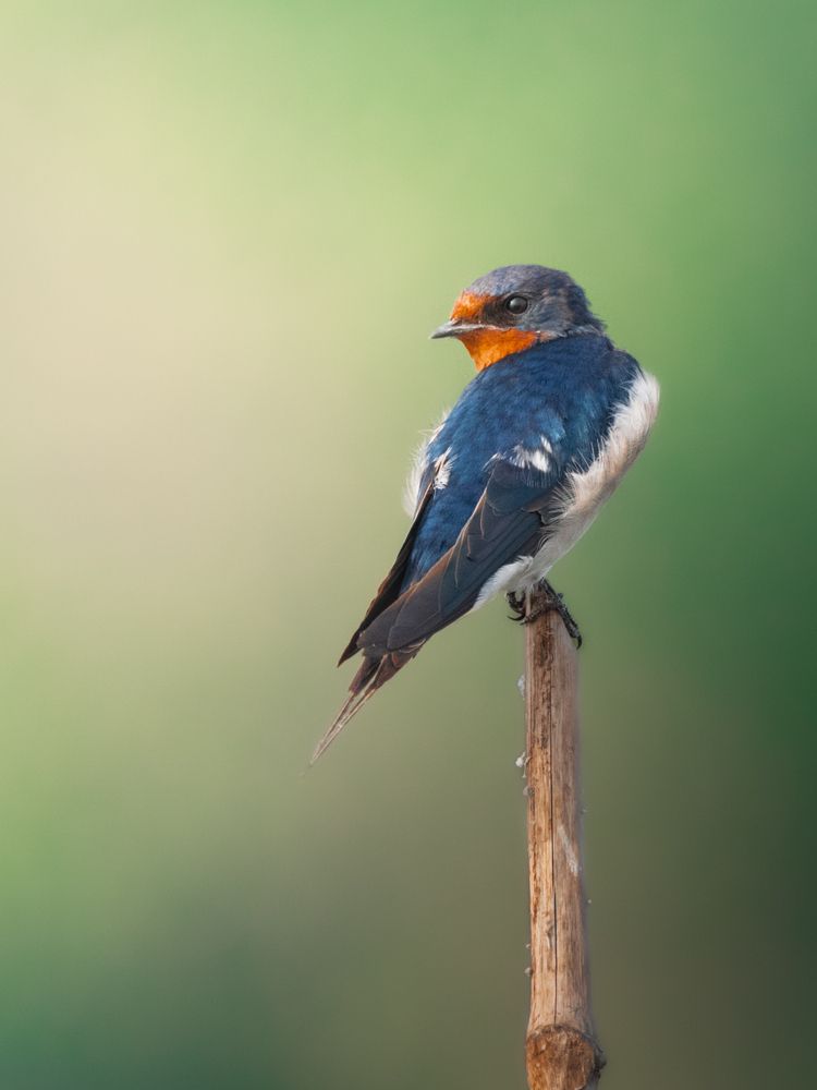 Photograph by SUHAS MANDAL