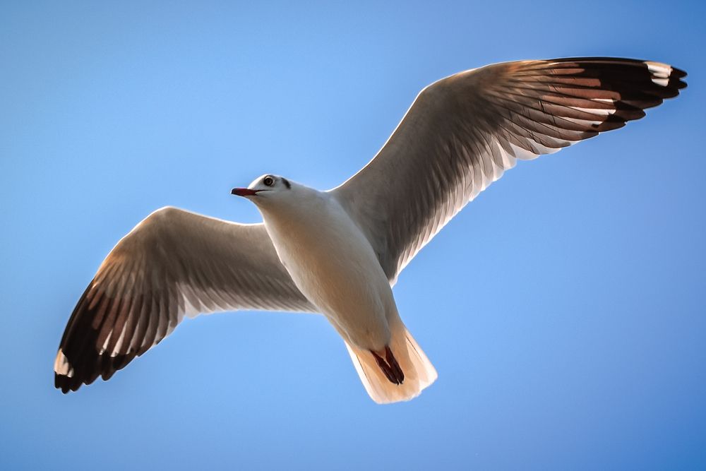 Photograph by SUHAS MANDAL