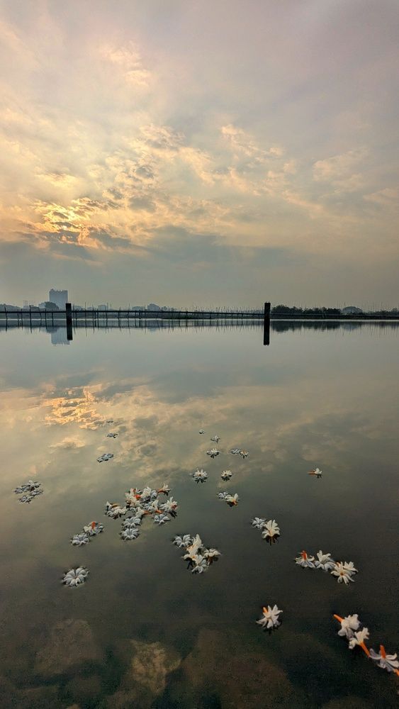 শিউলী সকাল