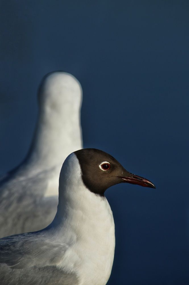 Photograph by Анна Зорька