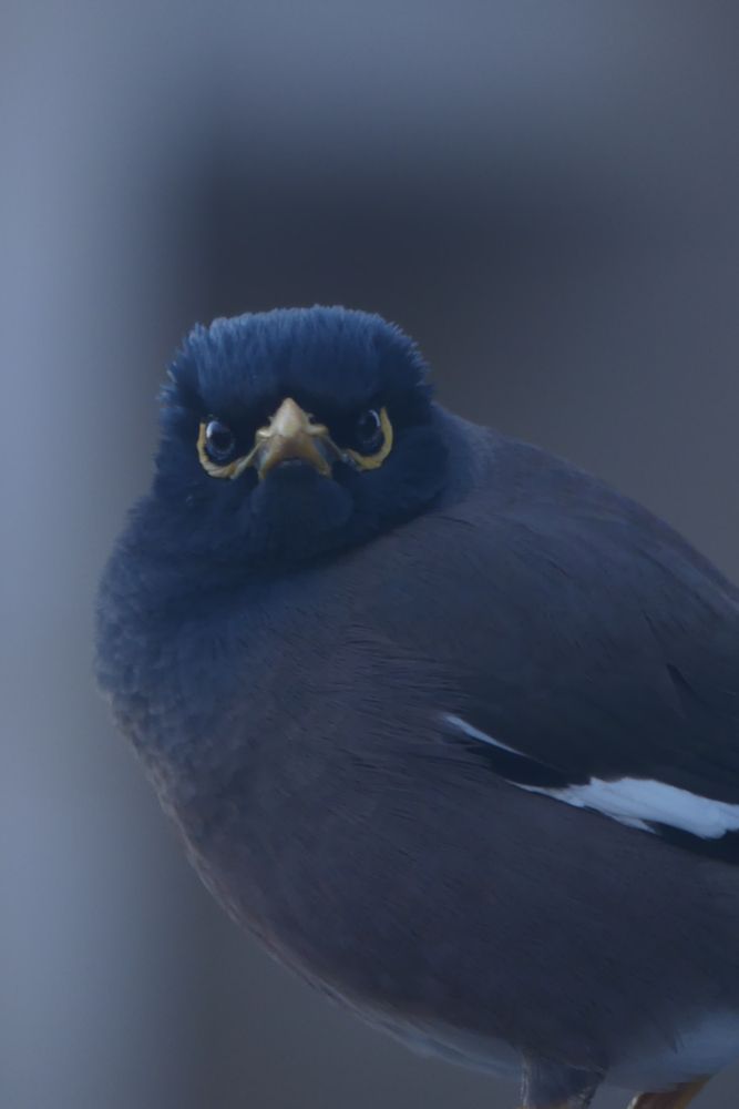 The starling
