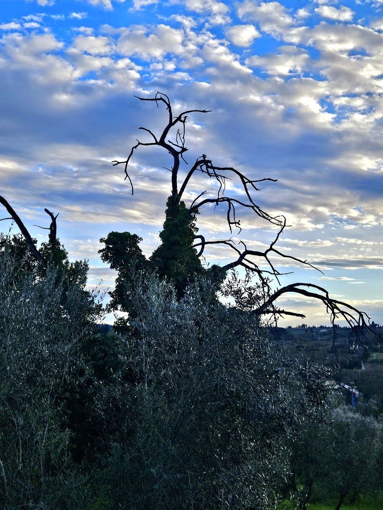 Фотография автора Elena Polonetskaya