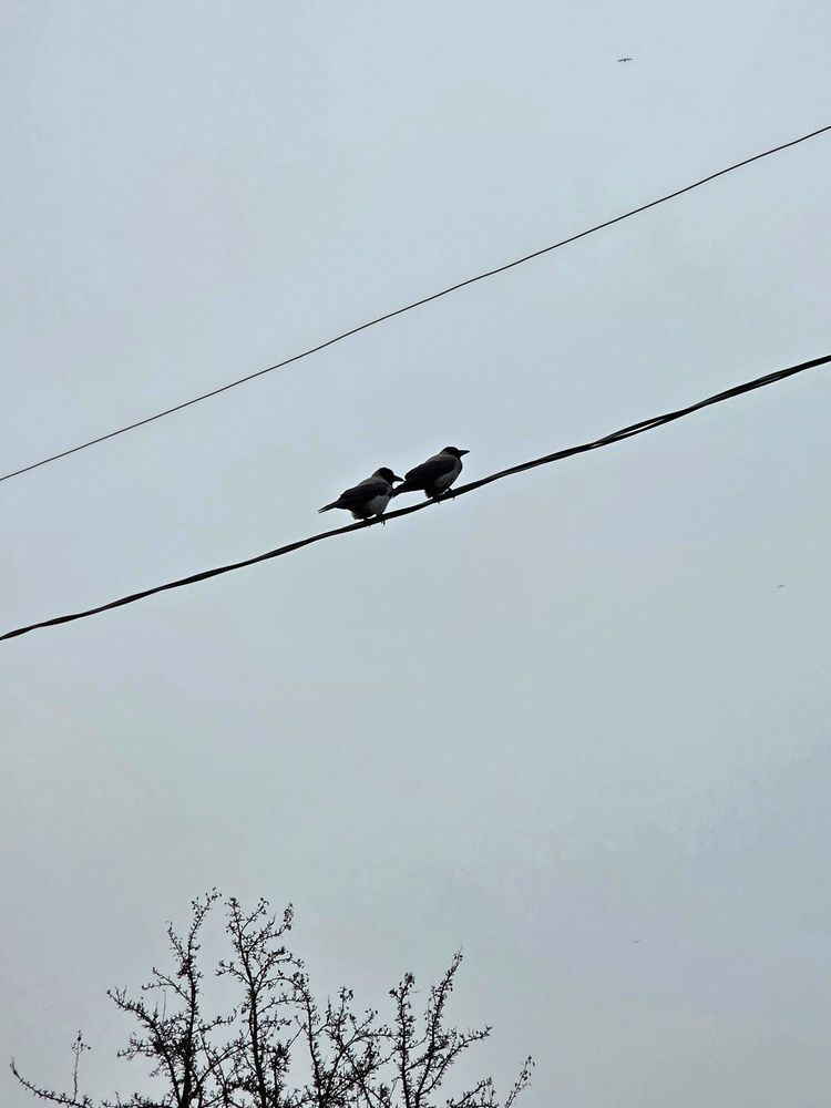 Фотография автора Elena Polonetskaya