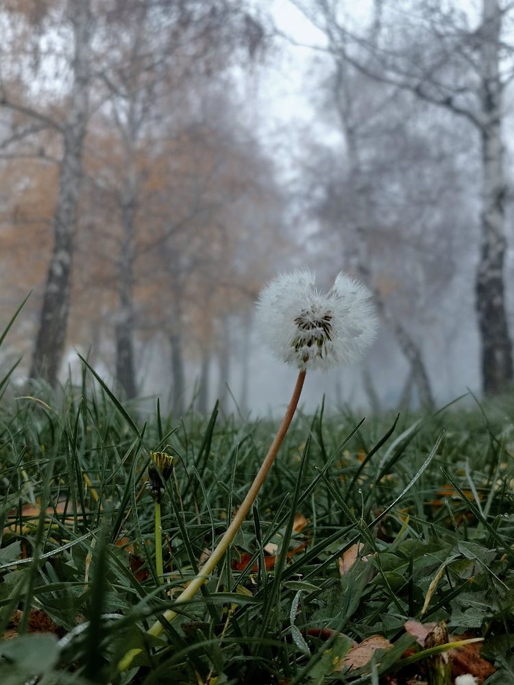 Фотография автора JELENA VASIC