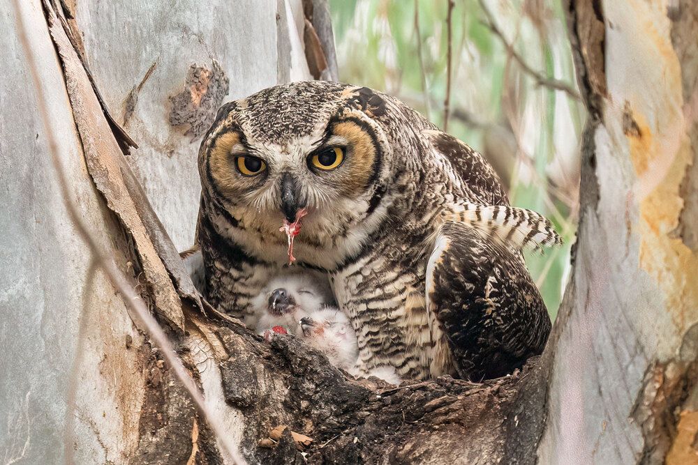 Great-Horned Owl With Hatchlings