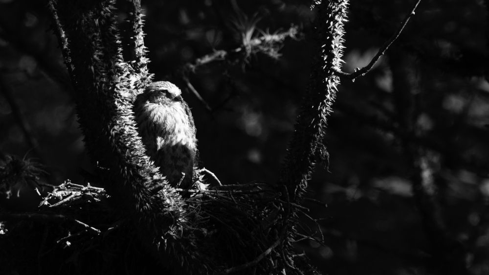 Plumbeous Kite in the nest