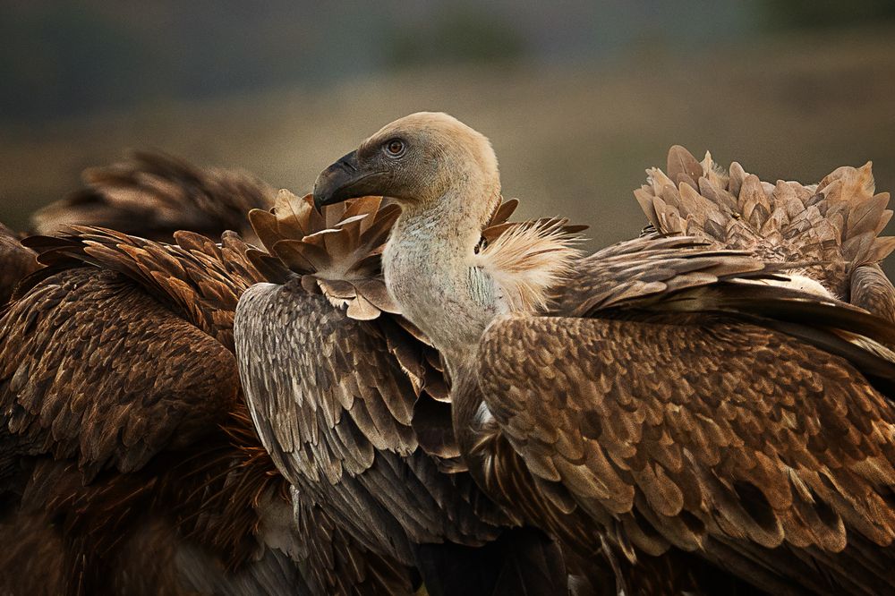 Griffon vultures