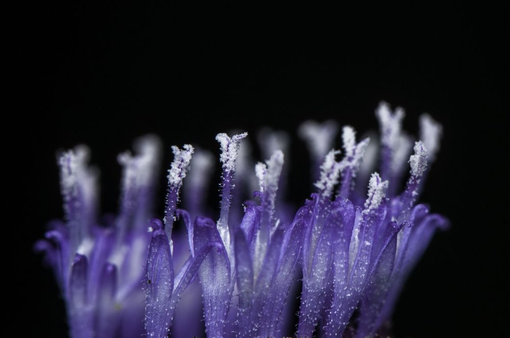 Photograph by Chamara Sulakkhana Polwatta Siriyalage