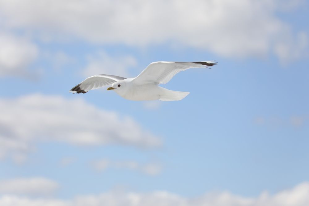 Полет в облаках