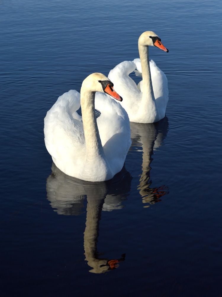 Photograph by Анна Зорька