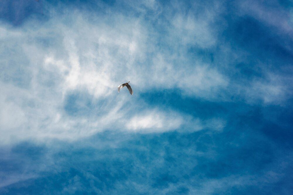 Photograph by Reza Heydari