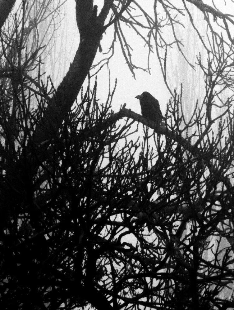 Photograph by Reza Heydari