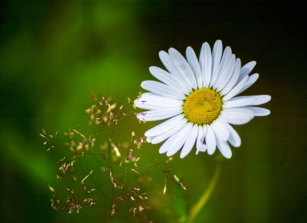 Photograph by Nikolai Osokin