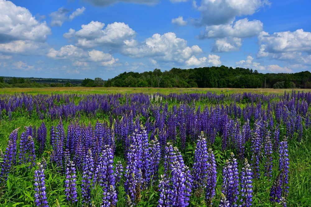 Photograph by Ирина Алексеева