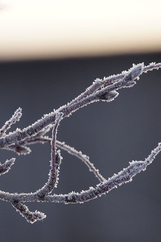 Фотография автора Светлана Болтовская