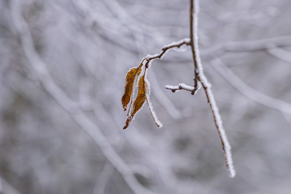 Два листика