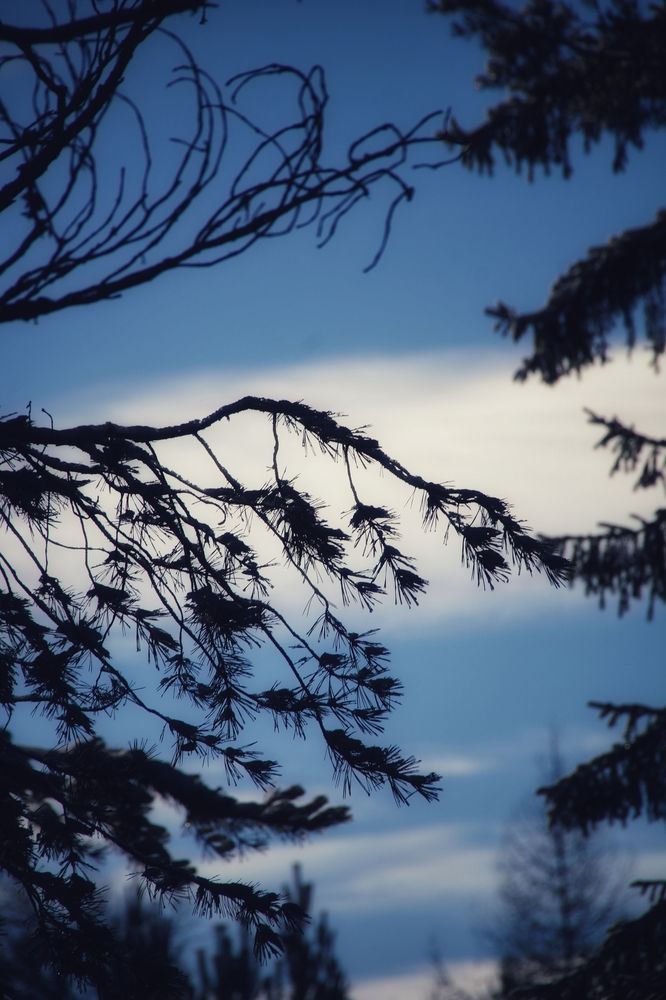 Фотография автора Светлана Болтовская