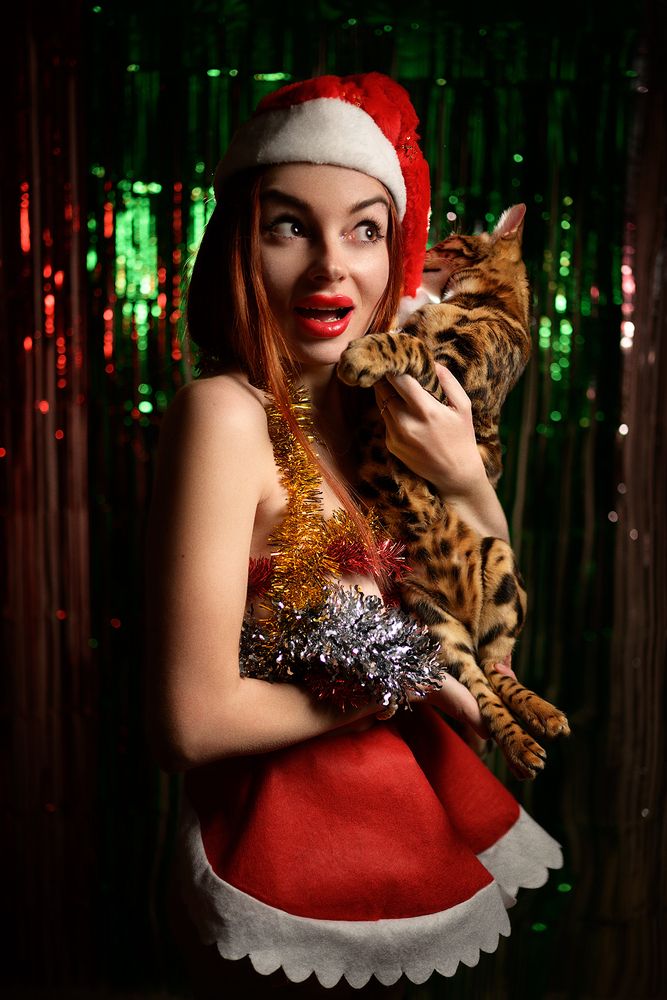 Бенгальская кошка/Bengal Cat