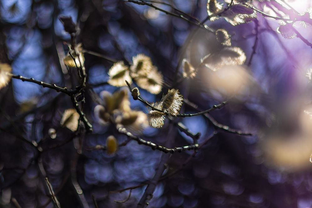 Photograph by andrey denisov