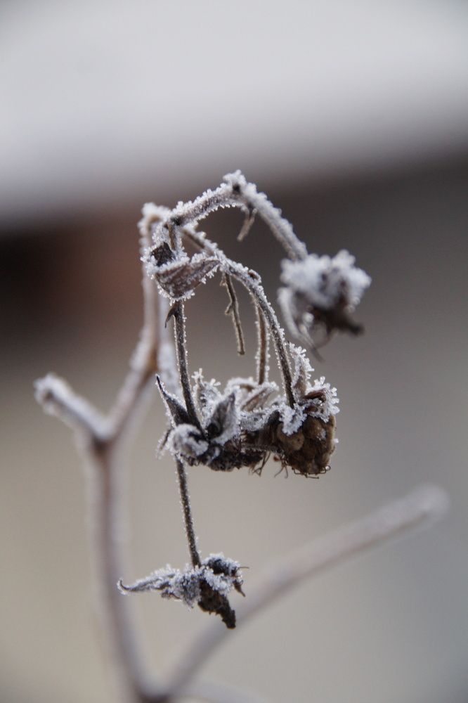 Фотография автора Светлана Болтовская
