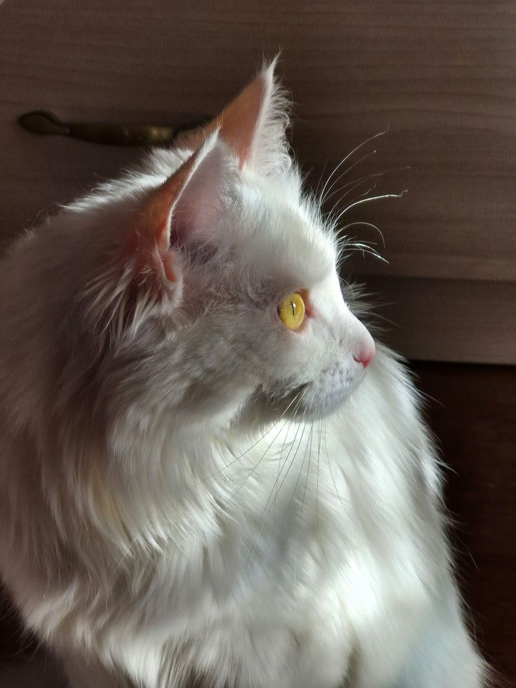Photograph by Юля Копеева