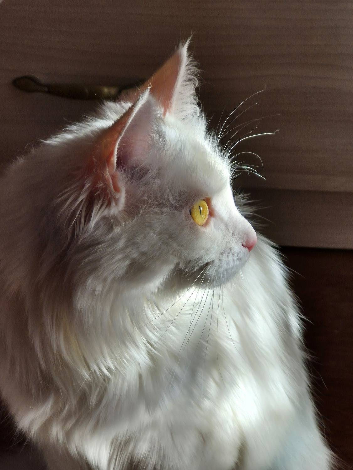 Photo #12979324