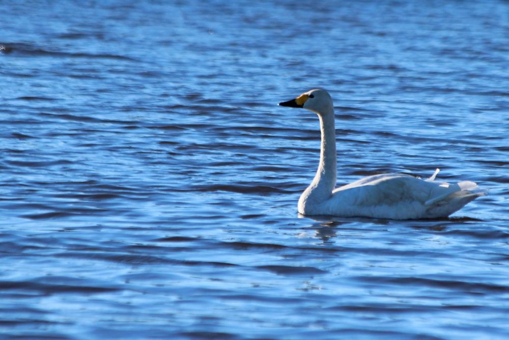 Photograph by Александр Велигура