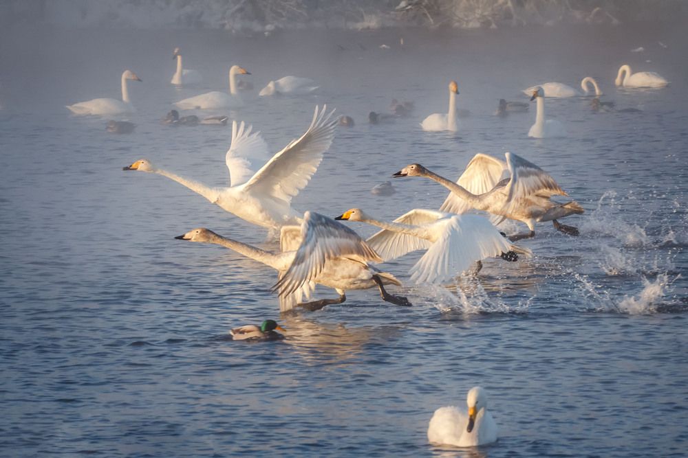 \"Красота среди бегущих...\"