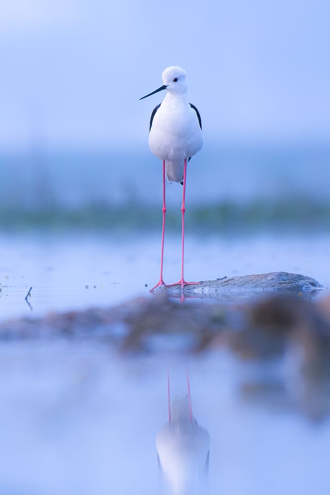 Photograph by Abhishek Pradhan