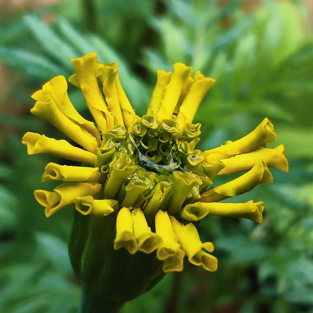 PURE NATURE FLOWER WITH WATER