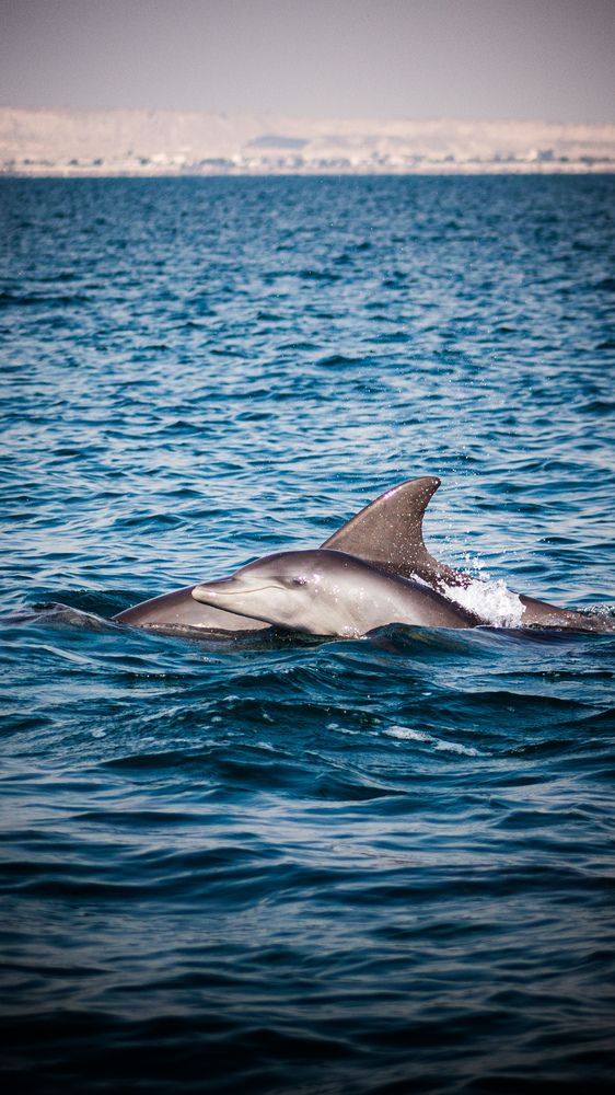 Hengam dolphin
