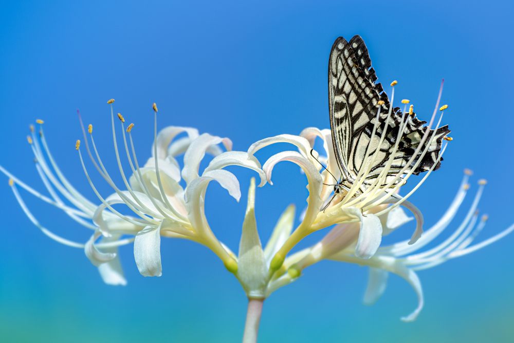 Photograph by iwamoto Reina