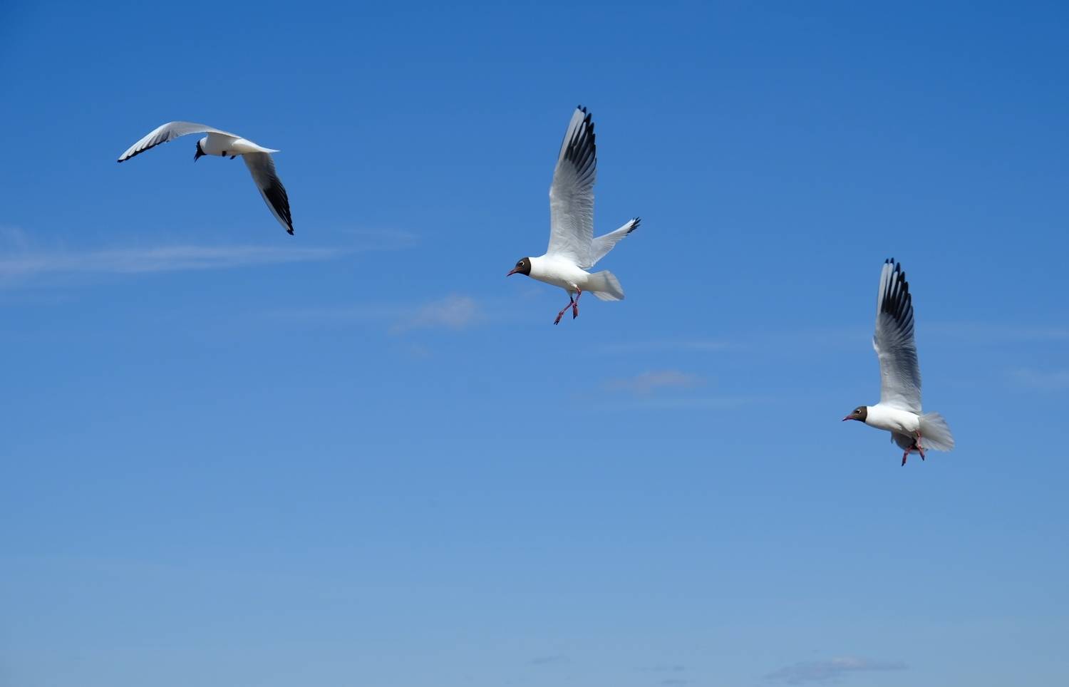 Photo #12980609
